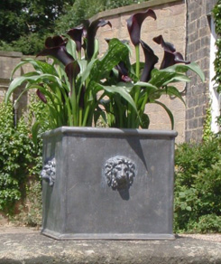 Square Small Lion Planter