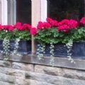 Vine Window Box