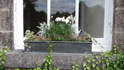 Classic Window Box